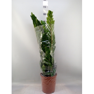 Zamioculcas zamiifolia