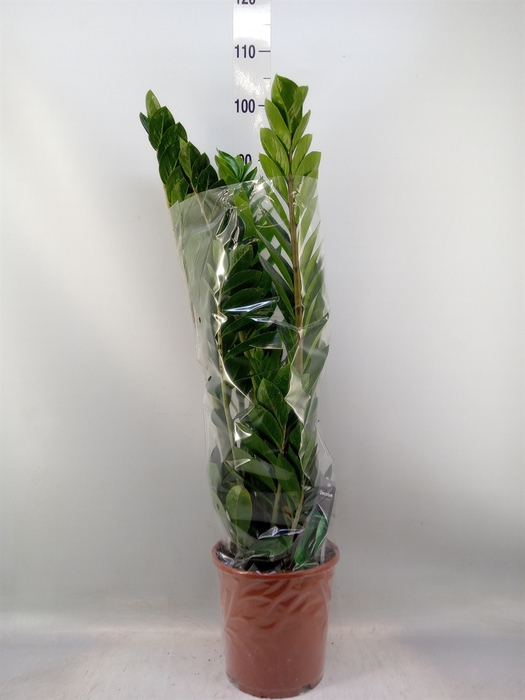 <h4>Zamioculcas zamiifolia</h4>
