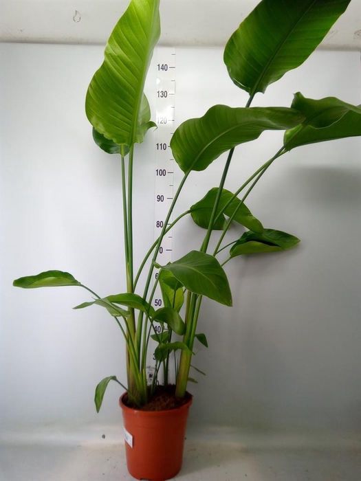 <h4>Strelitzia nicolai</h4>