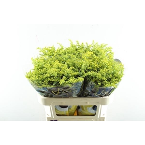 Solidago Carzan Glory L70/30