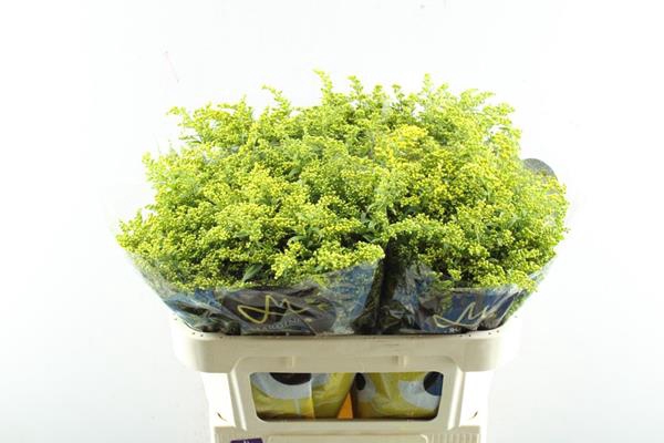 <h4>Solidago Carzan Glory L70/30</h4>