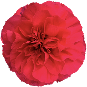 <h4>DIAN.ST. Mandalay</h4>