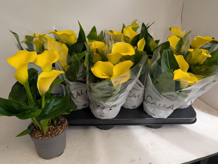 <h4>ZANT CAPT SOLO</h4>