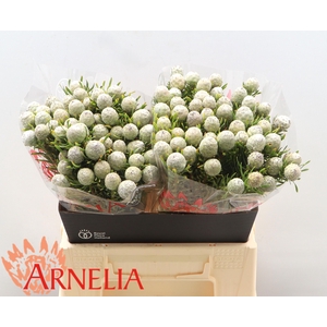 LEUCAD L AYOBA JA PE