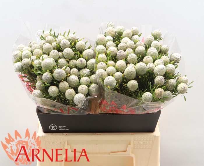 <h4>LEUCAD L AYOBA JA PE</h4>