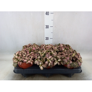 Fittonia  'Mosaic Pink Tiger'
