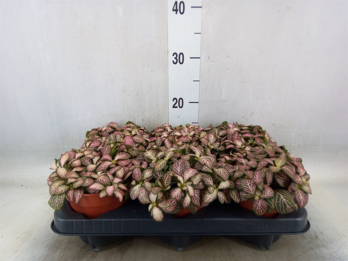 <h4>Fittonia  'Mosaic Pink Tiger'</h4>