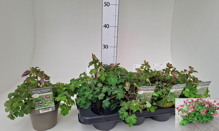 <h4>AQUIL CAERULEA</h4>