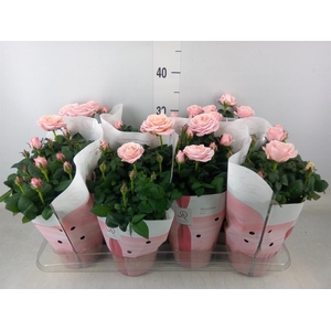 Rosa  'Amorosa Infinity Soft Pink'