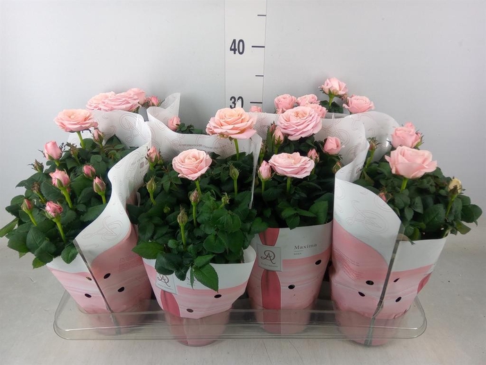 <h4>Rosa  'Amorosa Infinity Soft Pink'</h4>