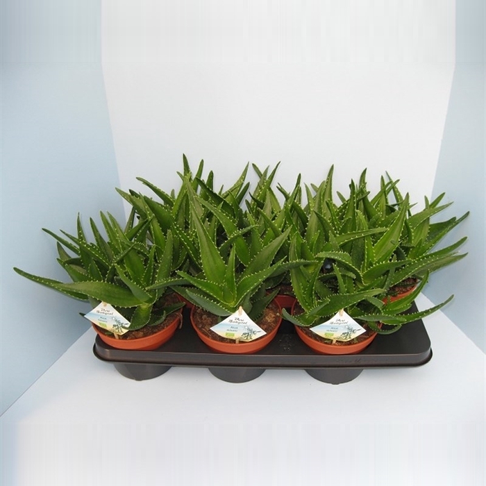 <h4>Aloe Delaetii</h4>