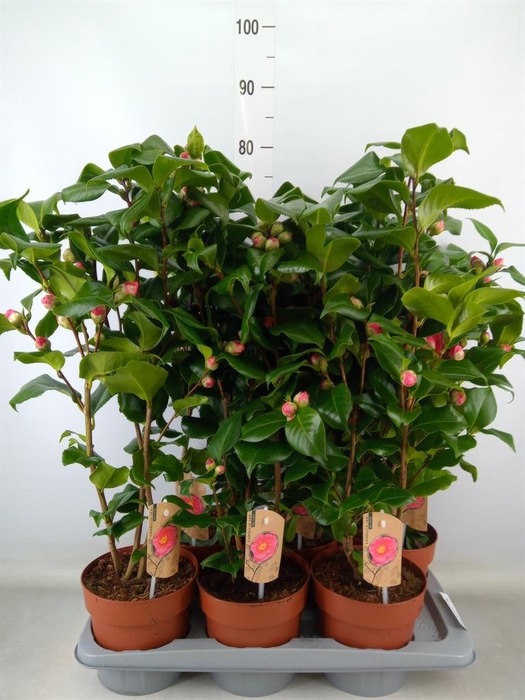 <h4>Camellia japonica 'Dr King'</h4>