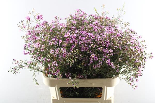 <h4>Chame Jupiter Paars (80cm)</h4>