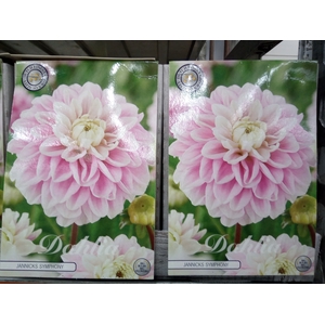 Dahlia   ...flowerbulbs