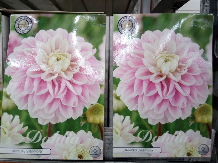 <h4>Dahlia   ...flowerbulbs</h4>