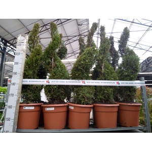 Thuja occid. 'Smaragd'