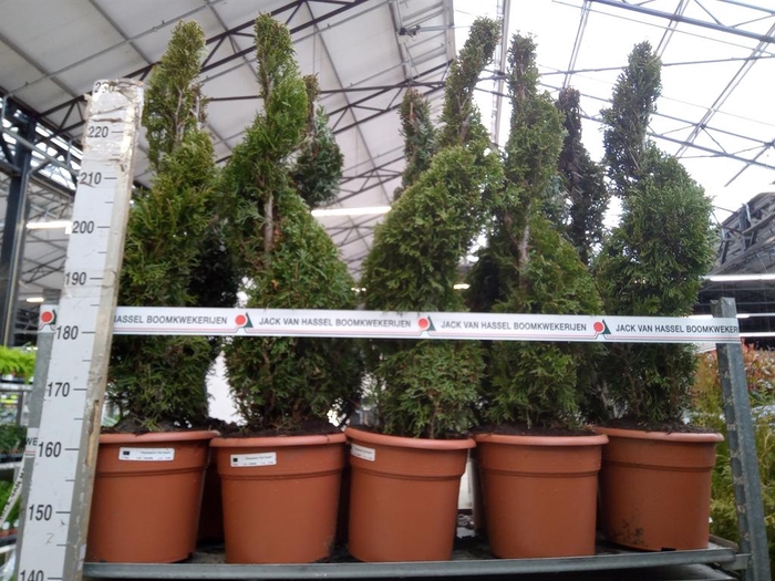 <h4>Thuja occid. 'Smaragd'</h4>