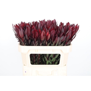 Leucadendron Safari