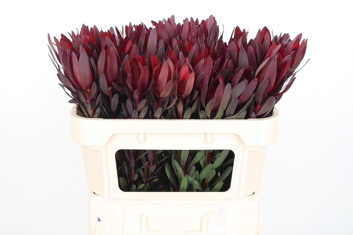 <h4>Leucadendron Safari</h4>