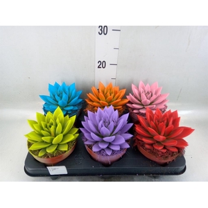 Echeveria  'Miranda'