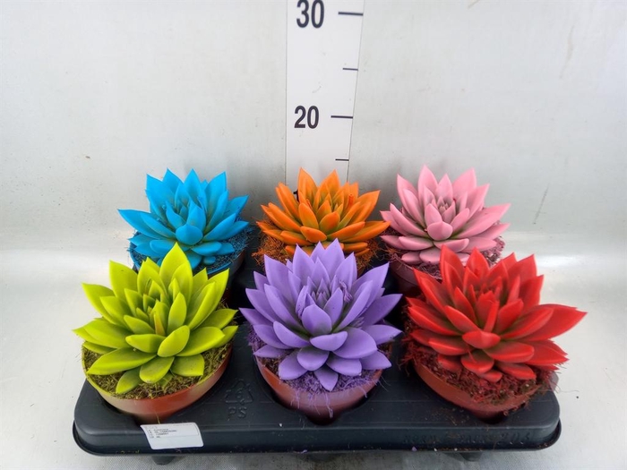 <h4>Echeveria 'Miranda'</h4>