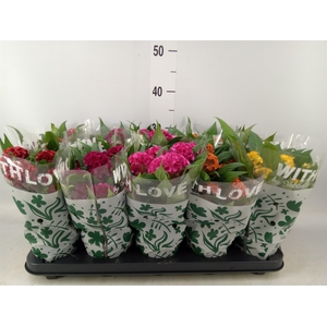 Celosia arg. CR 'Twisted'   ...mix