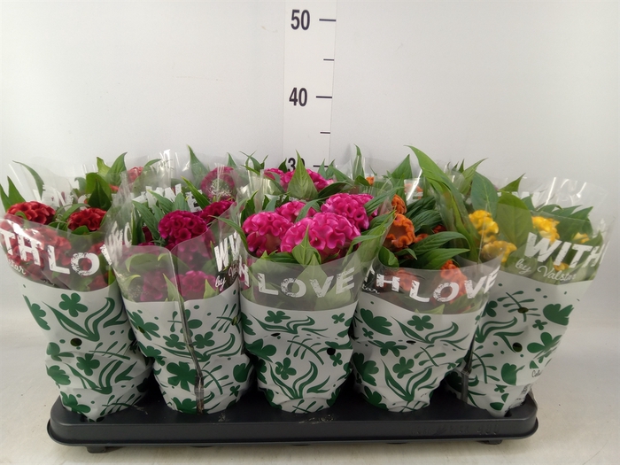 <h4>Celosia arg. CR 'Twisted'   ...mix</h4>