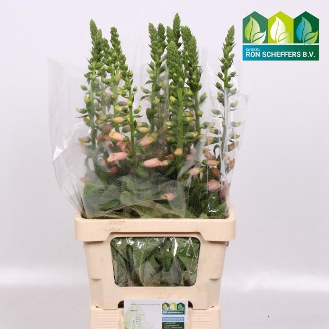 <h4>DIGI PURPUREA</h4>