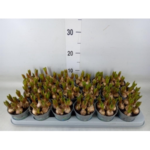 Muscari  'Mountain Lady'