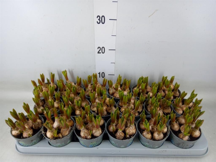 <h4>Muscari  'Mountain Lady'</h4>