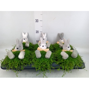 Soleirolia soleirolii   ...green