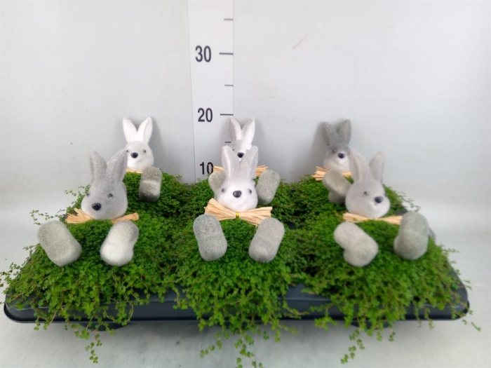 <h4>Soleirolia soleirolii   ...green</h4>