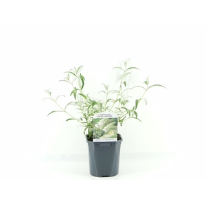Buddleja dav. White Profusion