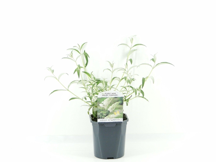 <h4>Buddleja dav. White Profusion</h4>
