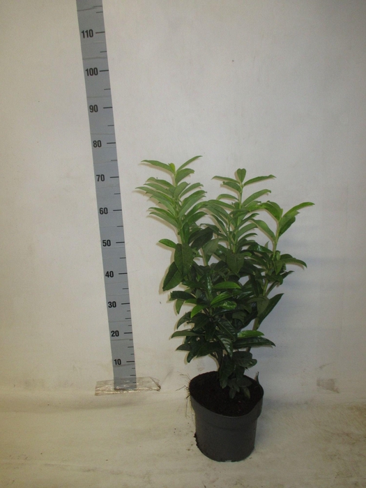 <h4>PRUN LA REYNVAANII</h4>