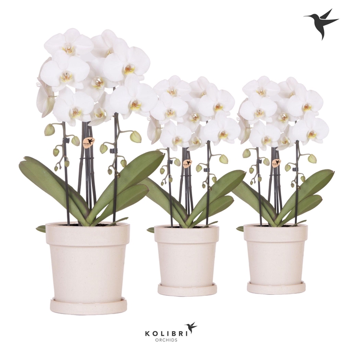 <h4>Kolibri Orchids Phalaenopsis Cascade Niagara Fall white 2 spike in Flower pot sand</h4>