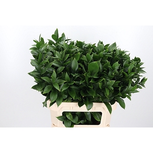 Ruscus