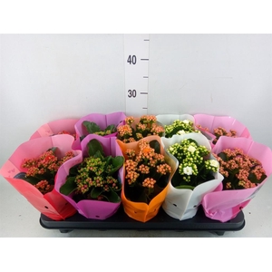 Kalanchoe blos. 'Perfecta' ..mix 5