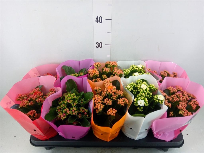 <h4>Kalanchoe blos. 'Perfecta'  ..mix 5</h4>