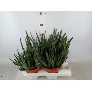 Gasteria carinata var. verrucosa