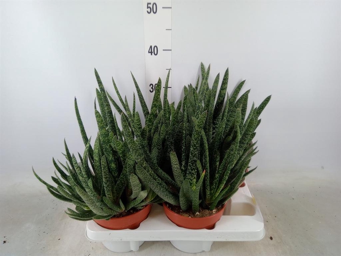 <h4>Gasteria carinata var. verrucosa</h4>