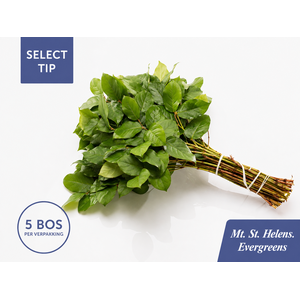 /SALAL MOUNT ST HELENS EXTRA 5x BOS