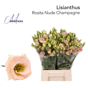 LIS G ROSITA CHAMPAGNE LISIANTHUS 4