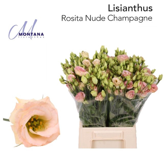 <h4>LIS G ROSITA CHAMPAGNE LISIANTHUS 4</h4>