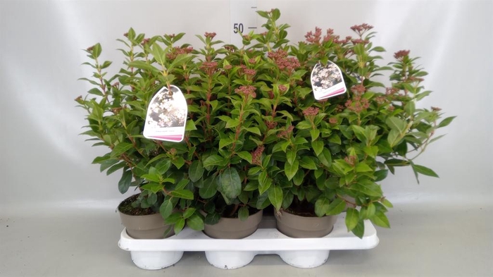 <h4>Viburnum tinus</h4>