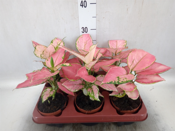 <h4>Aglaonema   ...</h4>