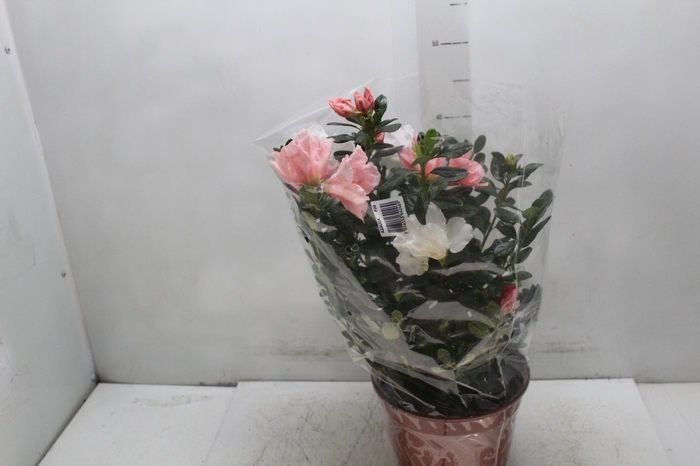 <h4>AZALEIA P20</h4>