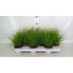 Carex brunnea