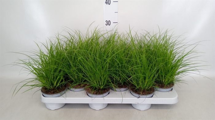 <h4>Carex brunnea</h4>