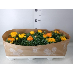 Ranunculus  'Sprinkles Red-Yellow'